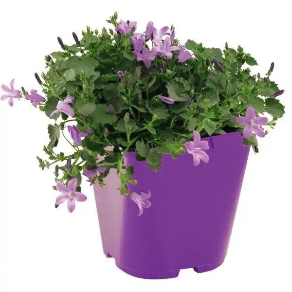 Potée Fleurie