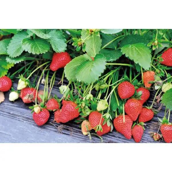 Fraisiers