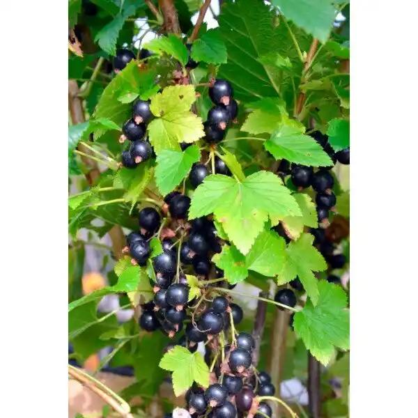 Petits Fruitiers