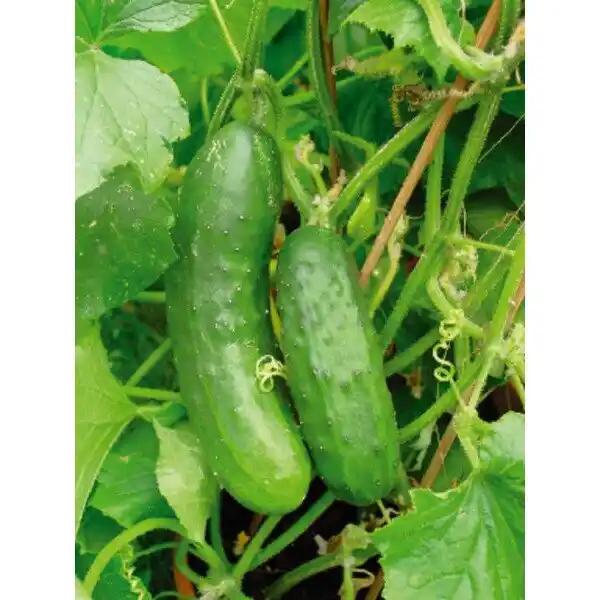 Plants De Legumes