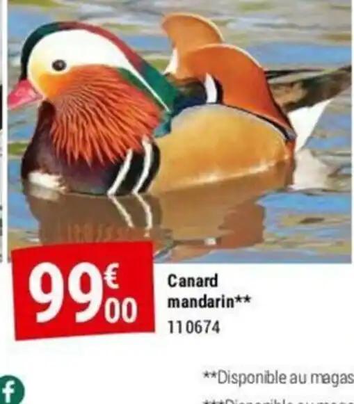 Canard mandarin
