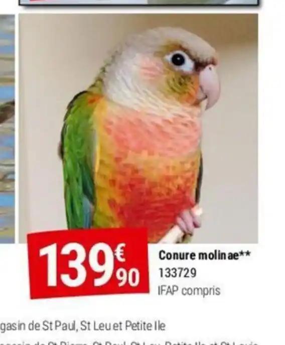 Conure molinae