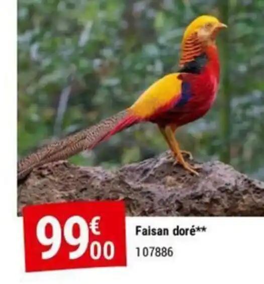 Faisan doré