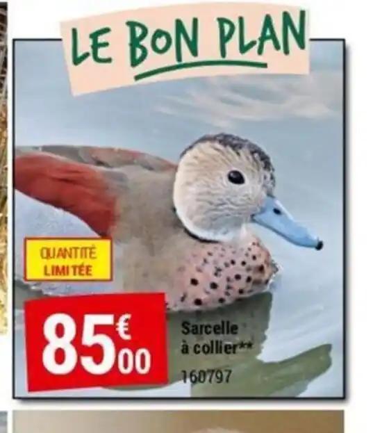 Sarcelle à collier