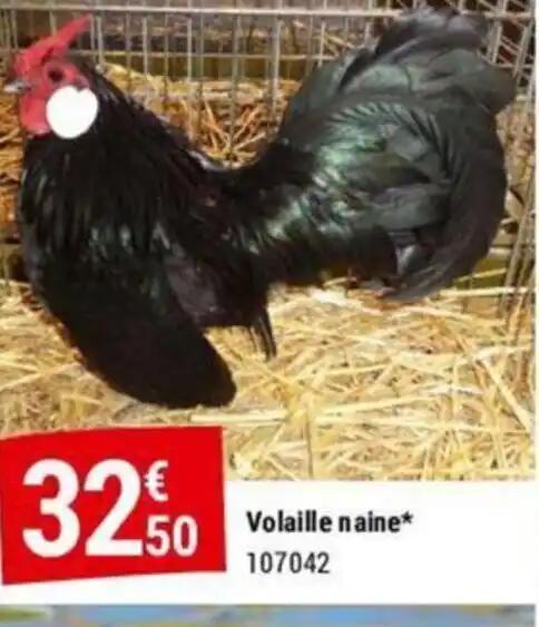 Volaille naine