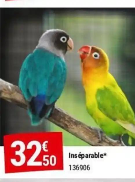 Inséparable* 136906