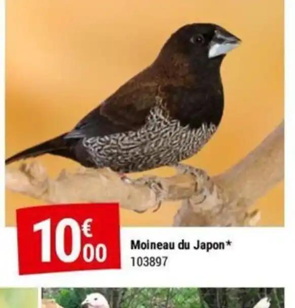 Moineau du Japon