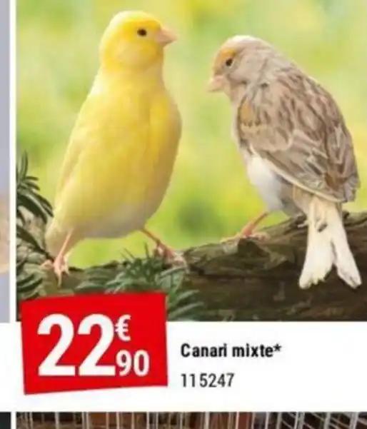 Canari mixte