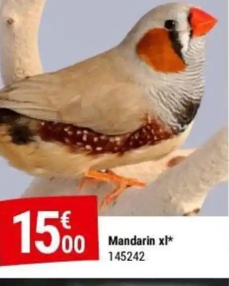 Mandarin xl