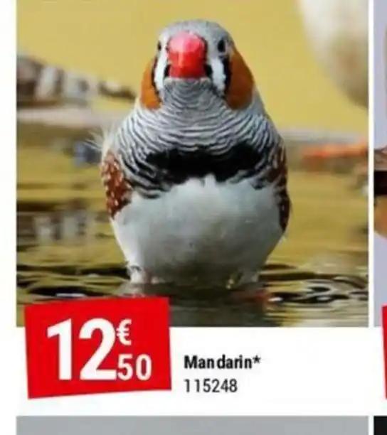 Mandarin
