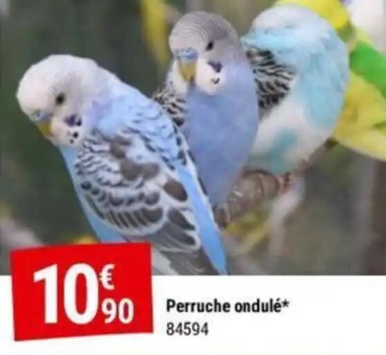 Perruche ondulé