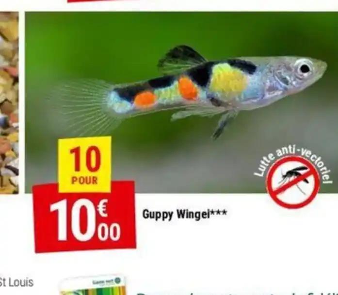 Guppy Wingei