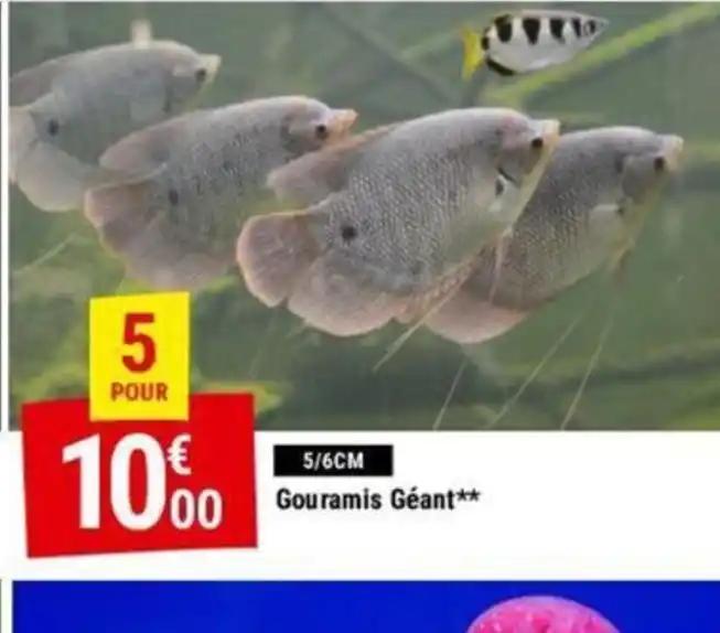 Gouramis Géant