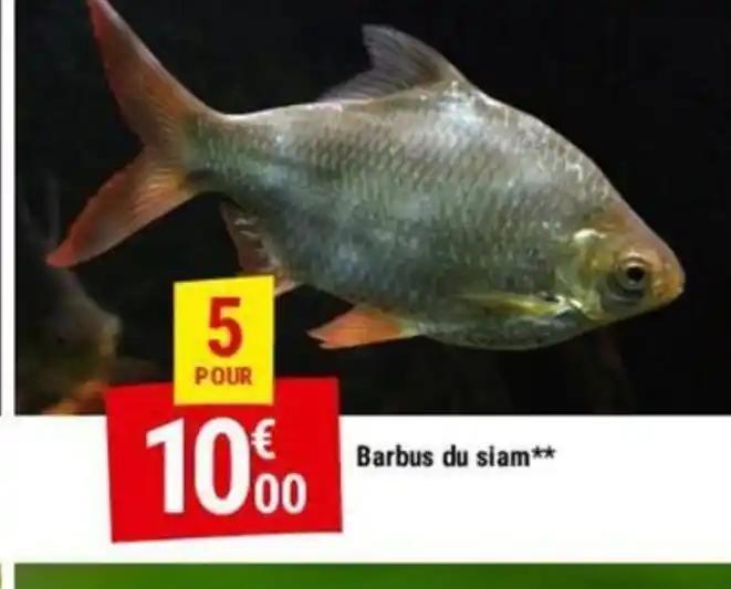 Barbus du siam