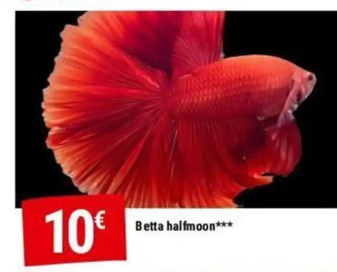 Betta halfmoon
