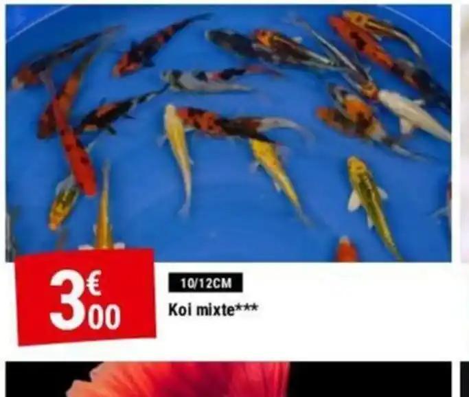 Koi 10/12CM Koi mixte***