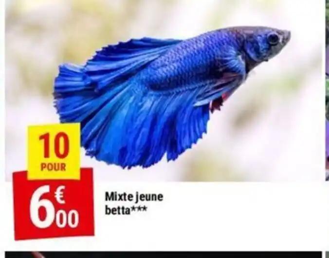 Mixte jeune betta