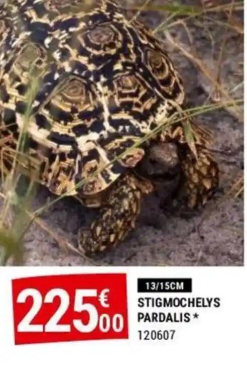 STIGMOCHELYS PARDALIS