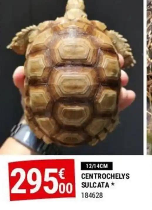 CENTROCHELYS