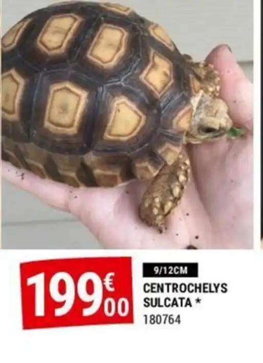 CENTROCHELYS SULCATA