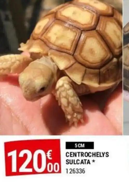 CENTROCHELYS SULCATA