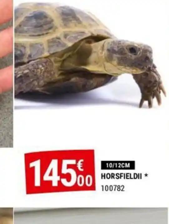 HORSFIELDII