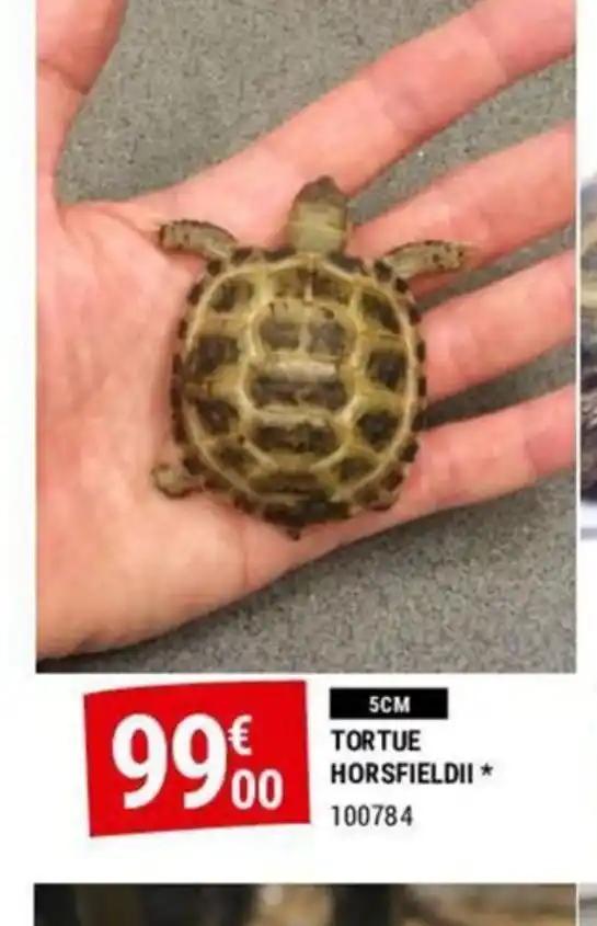TORTUE HORSFIELDII