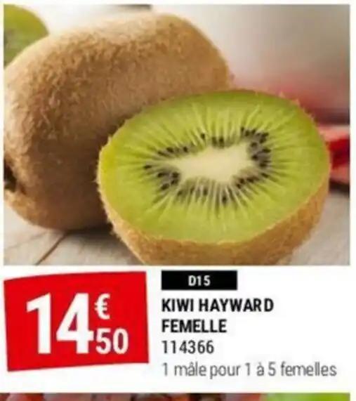 KIWI HAYWARD FEMELLE