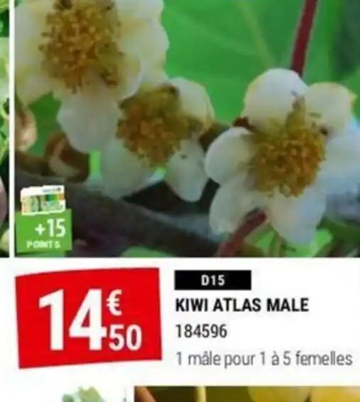 KIWI ATLAS MALE