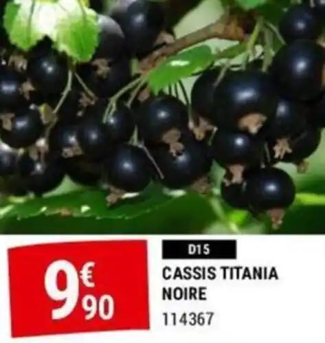 CASSIS TITANIA NOIRE