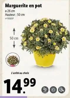 Marguerite en pot