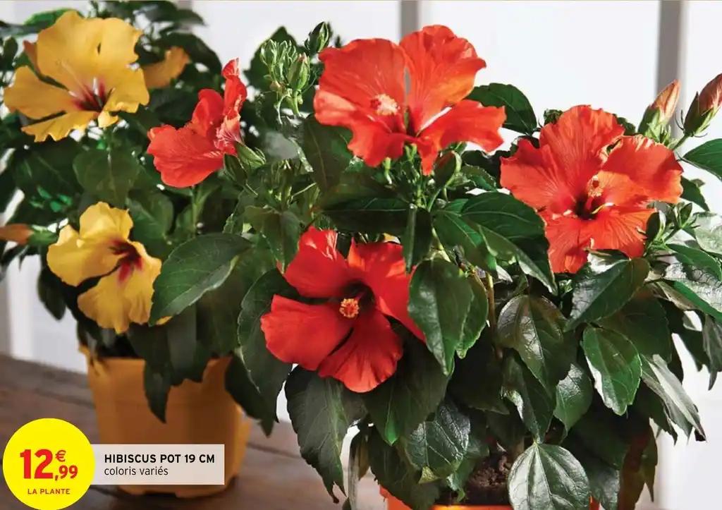 HIBISCUS POT 19 CM