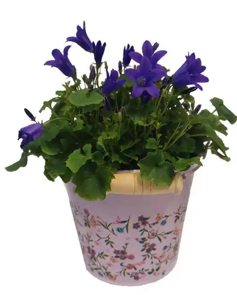 Campanule