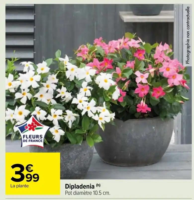 Dipladenia (h)