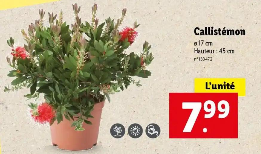 Callistemon