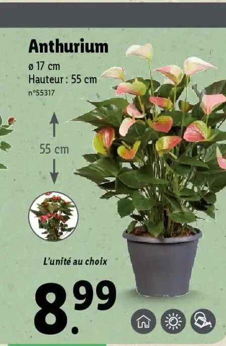 Anthurium
