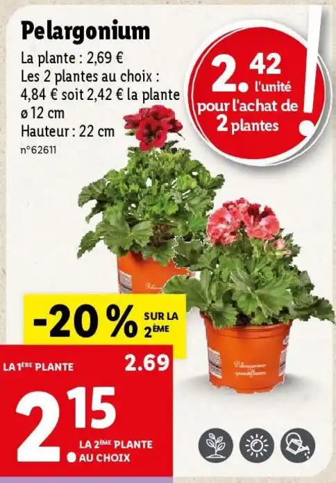Pelargonium