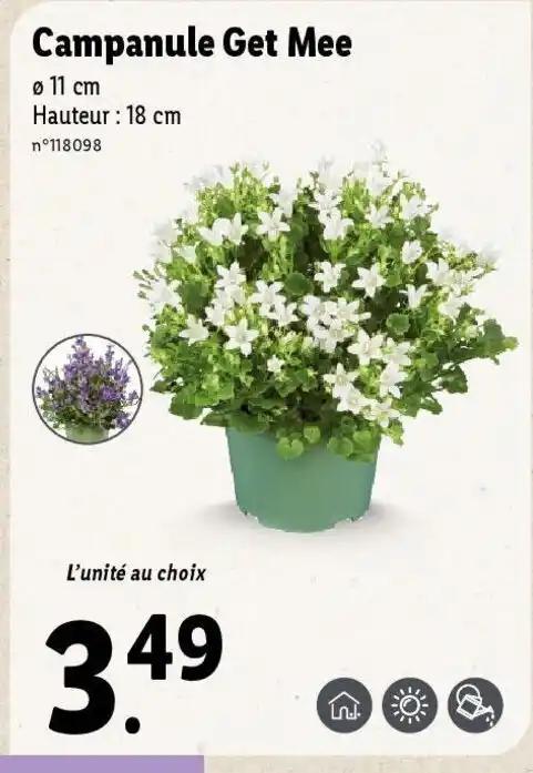 Campanule Get Mee