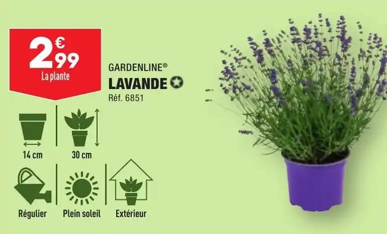 GARDENLINE® LAVANDE✪