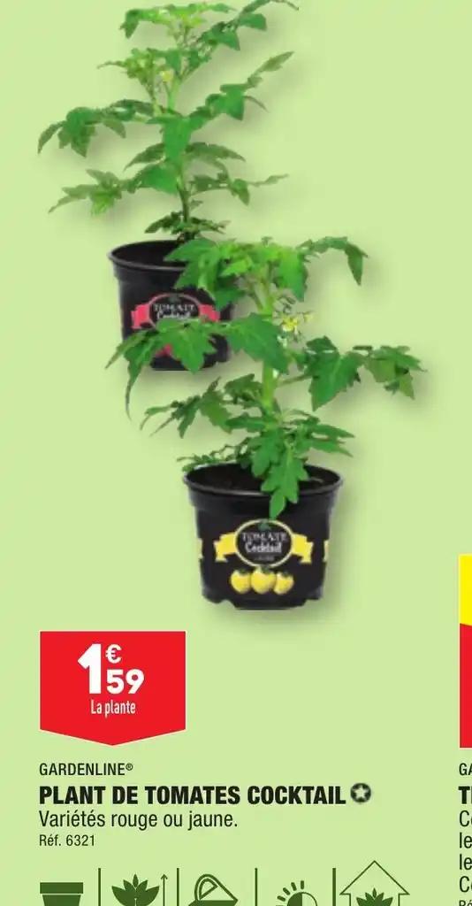 PLANT DE TOMATES COCKTAIL ✪
