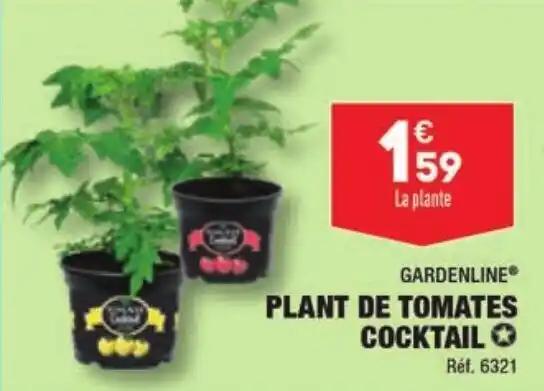 PLANT DE TOMATES COCKTAIL
