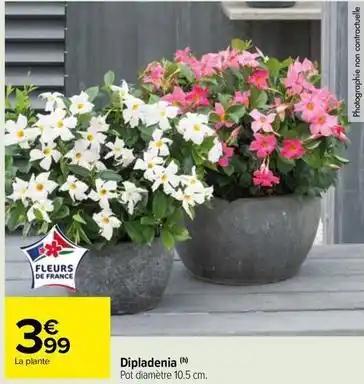 Dipladenia