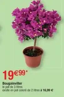 Bougainviller