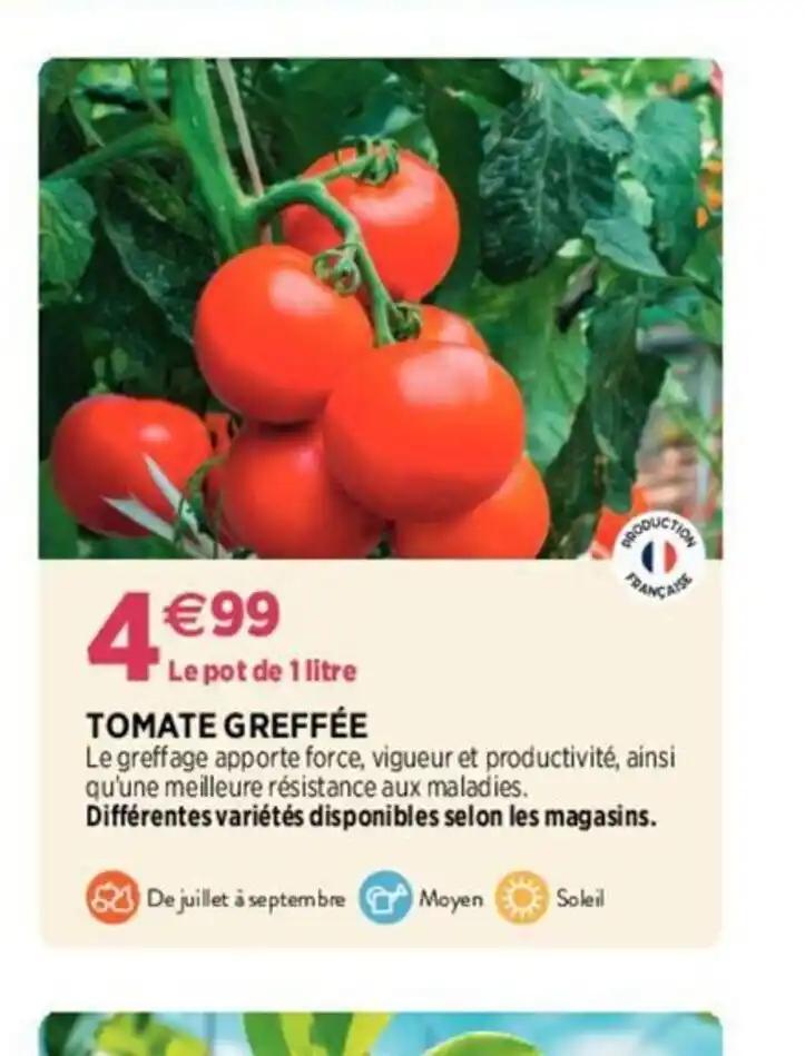 TOMATE GREFFÉE