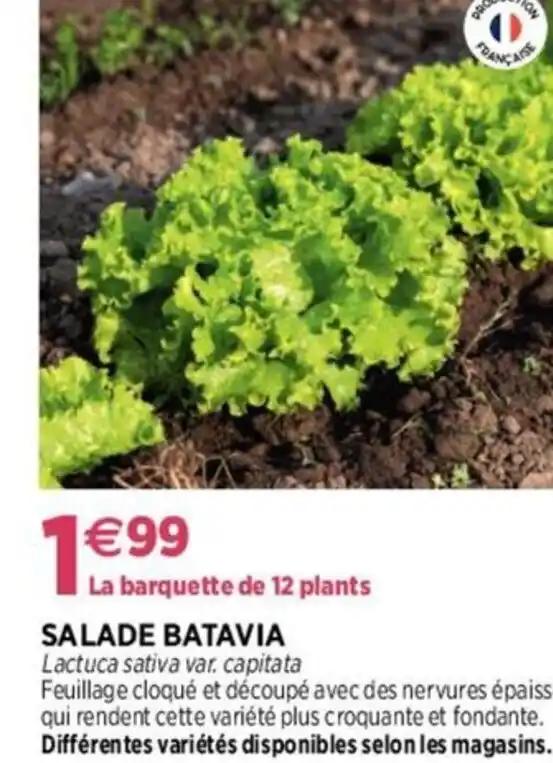 SALADE BATAVIA