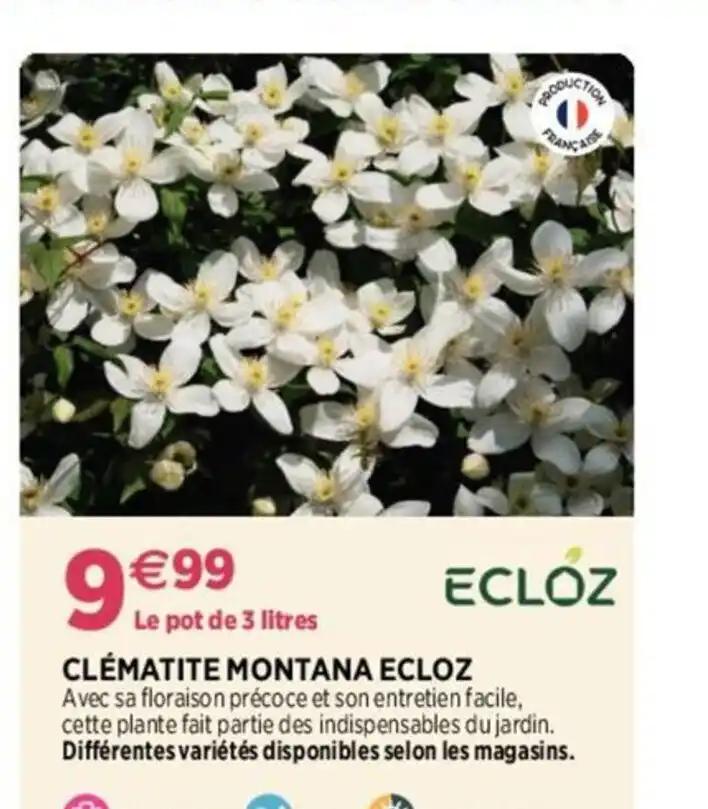 CLEMATITE MONTANA ECLOZ