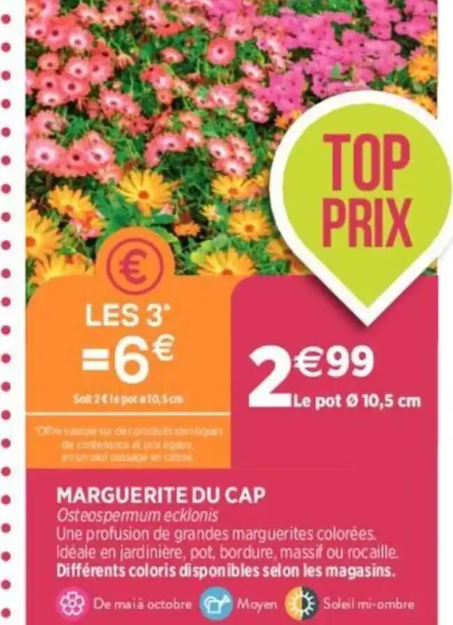 MARGUERITE DU CAP