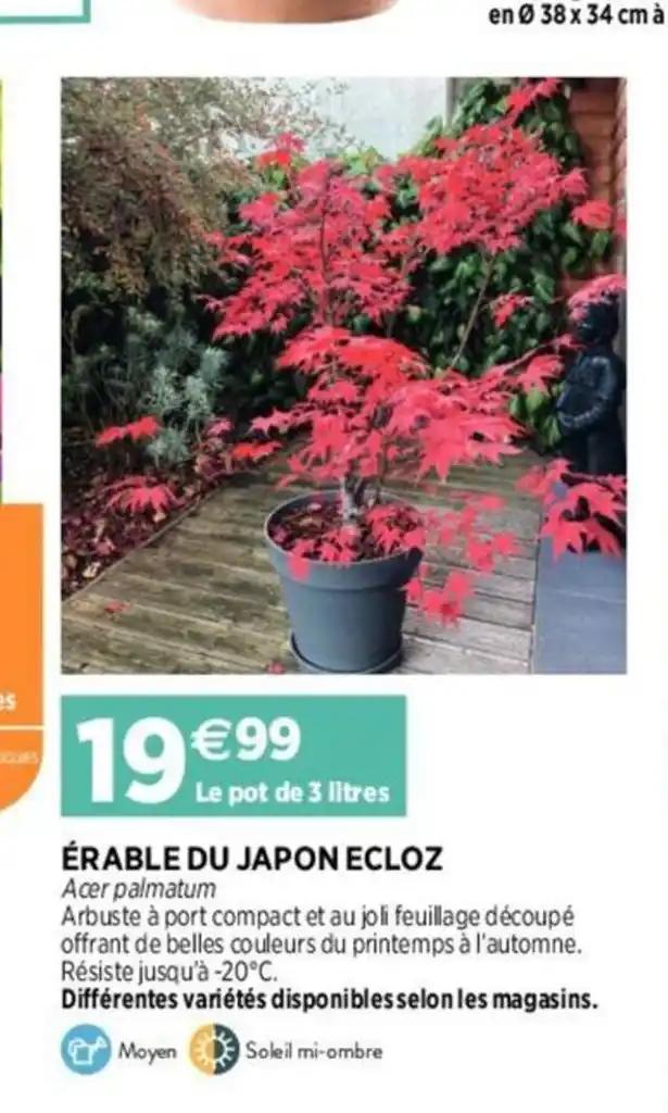 Erable du japon ecloz