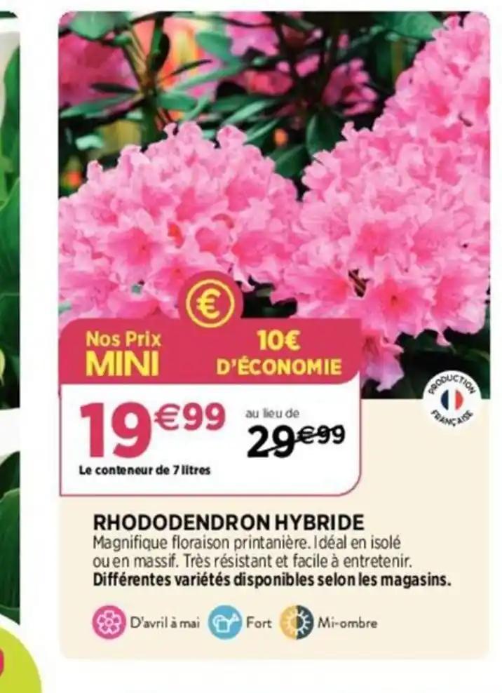 RHODODENDRON HYBRIDE