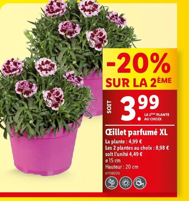 Œillet parfumé XL